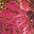 pink-bedruckt
